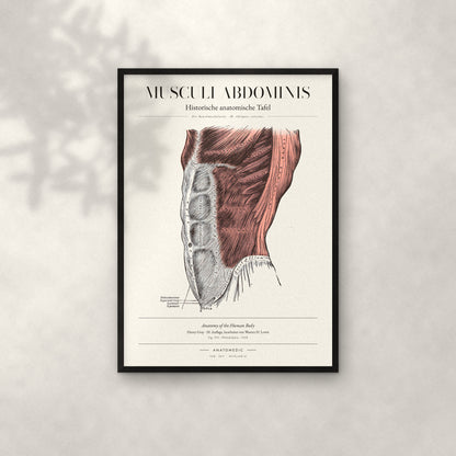 Musculi Abdominis Anatomie-Poster im schwarzen Rahmen an heller Wand