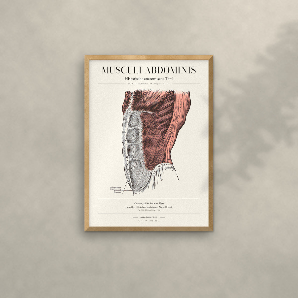 Musculi Abdominis Anatomie-Poster im Eichenrahmen an heller Wand