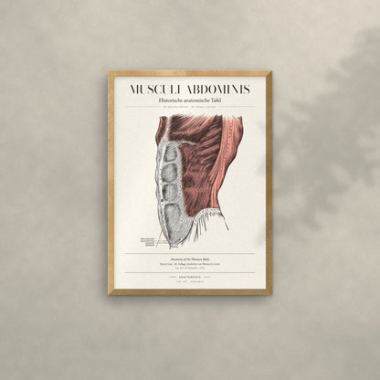 Musculi Abdominis Anatomie-Poster im Eichenrahmen an heller Wand