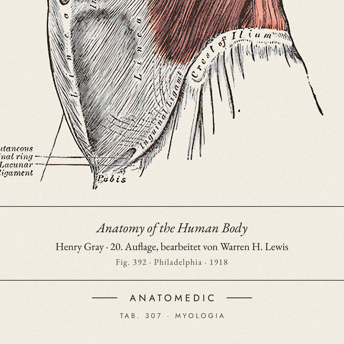 Nahaufnahme der Bildunterschrift: Anatomy of the Human Body · Henry Gray · 20. Auflage, bearbeitet von Warren H. Lewis, TAB. 307 · MYOLOGIA