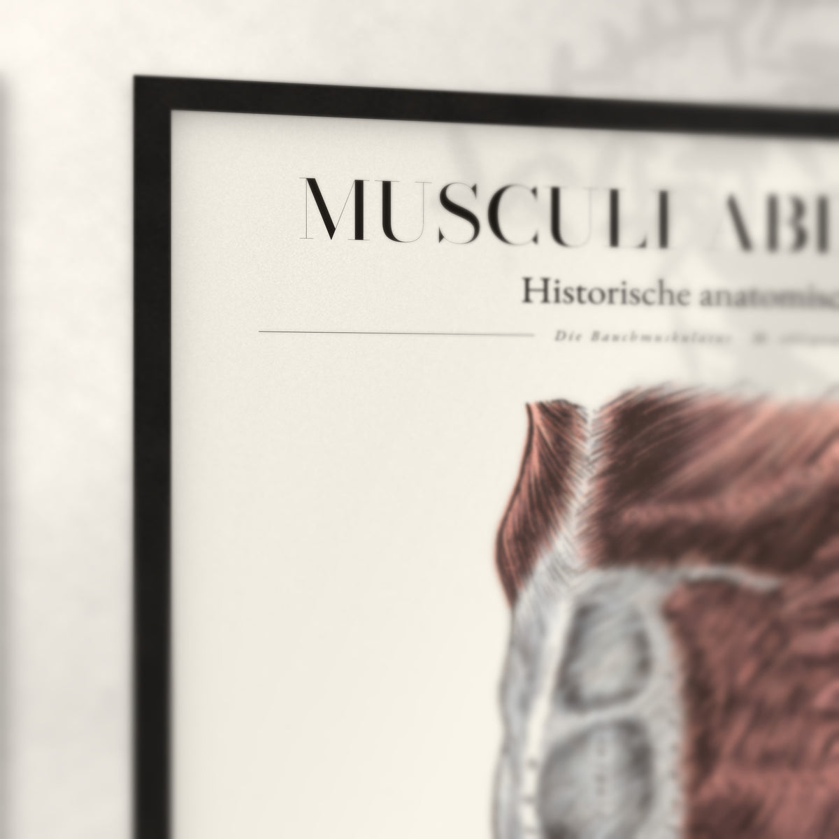 Nahaufnahme von Rahmenecke und Titel „Musculi Abdominis“