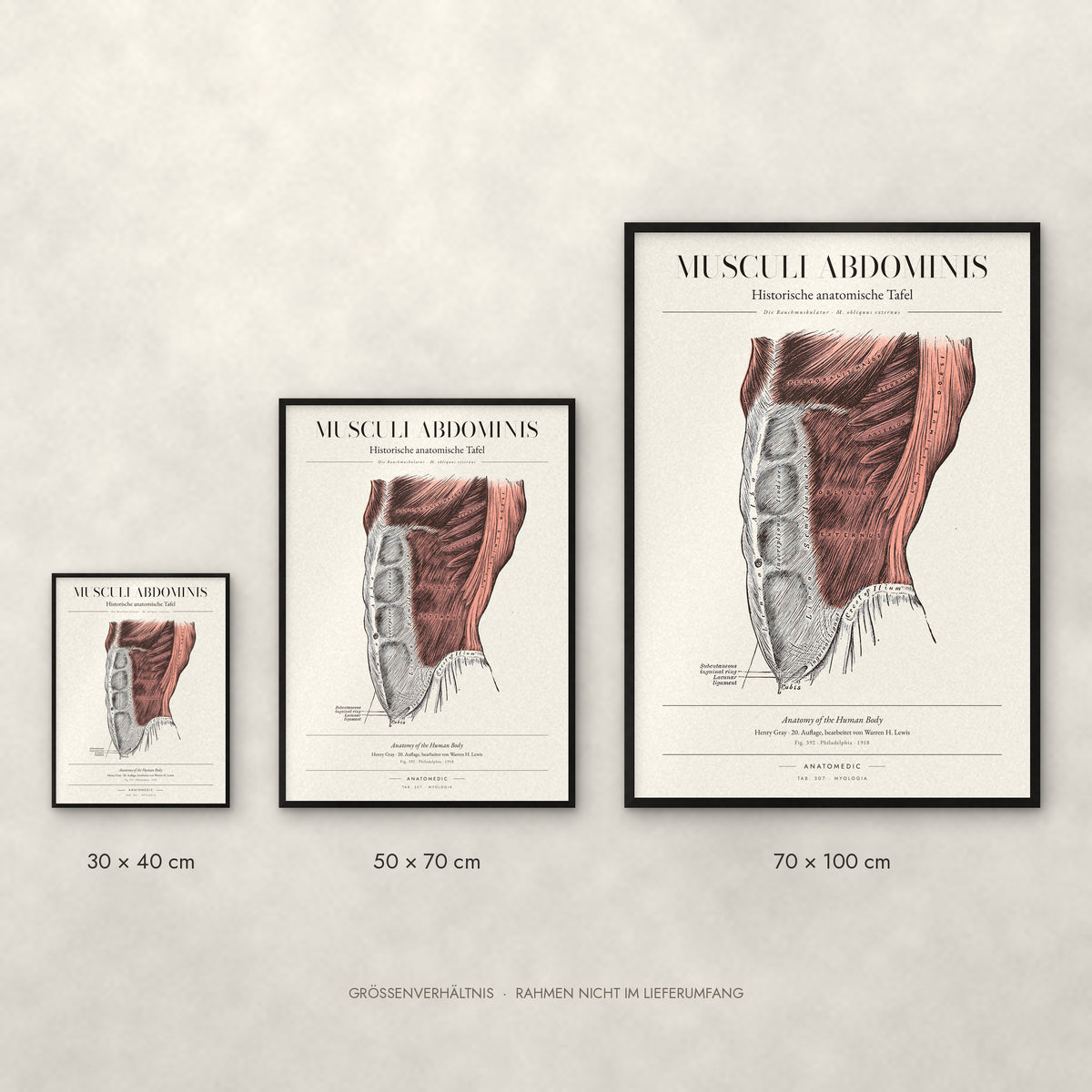 Musculi Abdominis Poster im Größenvergleich: 30 × 40, 50 × 70 und 70 × 100 cm