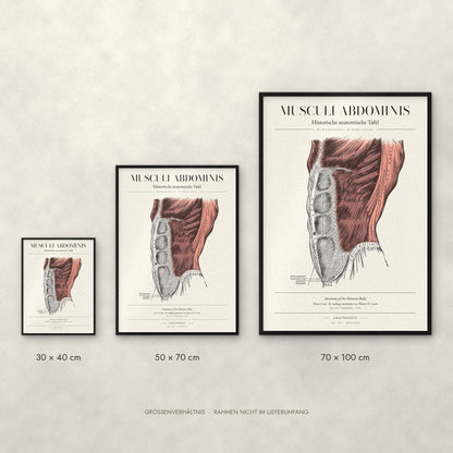 Musculi Abdominis Poster im Größenvergleich: 30 × 40, 50 × 70 und 70 × 100 cm
