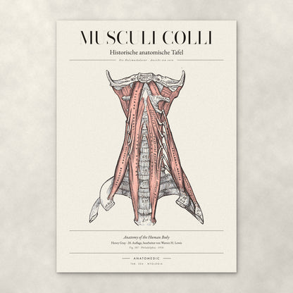 Musculi Colli – Die Halsmuskulatur · Ansicht von vorn – Anatomie-Poster von ANATOMEDIC, historische anatomische Tafel: Die Halsmuskulatur · Ansicht von vorn