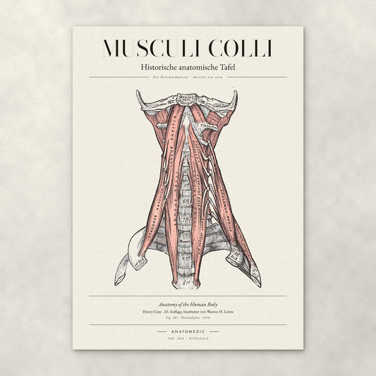 Musculi Colli – Die Halsmuskulatur · Ansicht von vorn – Anatomie-Poster von ANATOMEDIC, historische anatomische Tafel: Die Halsmuskulatur · Ansicht von vorn