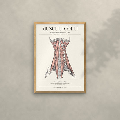 Musculi Colli Anatomie-Poster im Eichenrahmen an heller Wand