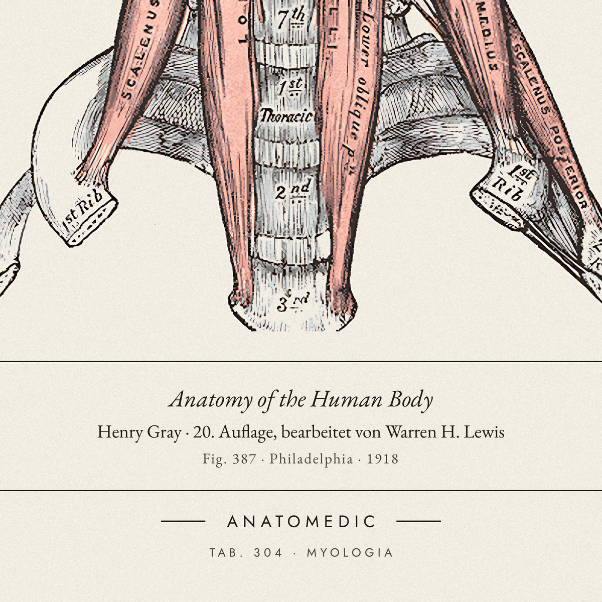 Nahaufnahme der Bildunterschrift: Anatomy of the Human Body · Henry Gray · 20. Auflage, bearbeitet von Warren H. Lewis, TAB. 304 · MYOLOGIA