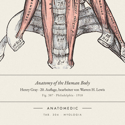 Nahaufnahme der Bildunterschrift: Anatomy of the Human Body · Henry Gray · 20. Auflage, bearbeitet von Warren H. Lewis, TAB. 304 · MYOLOGIA