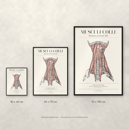 Musculi Colli – Die Halsmuskulatur · Ansicht von vorn Poster im Größenvergleich: 30 × 40, 50 × 70 und 70 × 100 cm