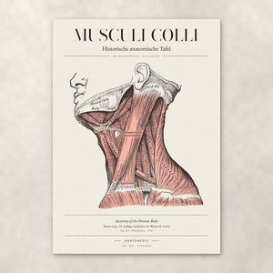 Musculi Colli – Die Halsmuskulatur · Seitenansicht – Anatomie-Poster von ANATOMEDIC, historische anatomische Tafel: Die Halsmuskulatur · Seitenansicht