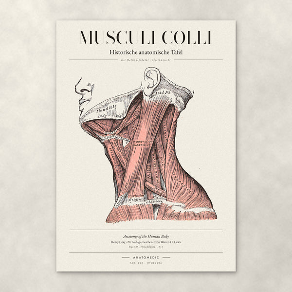 Musculi Colli – Die Halsmuskulatur · Seitenansicht – Anatomie-Poster von ANATOMEDIC, historische anatomische Tafel: Die Halsmuskulatur · Seitenansicht