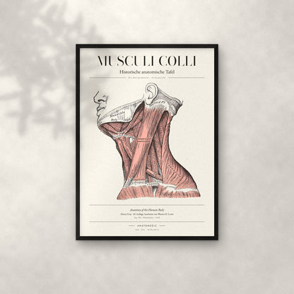 Musculi Colli – Die Halsmuskulatur · Seitenansicht Anatomie-Poster im schwarzen Rahmen an heller Wand