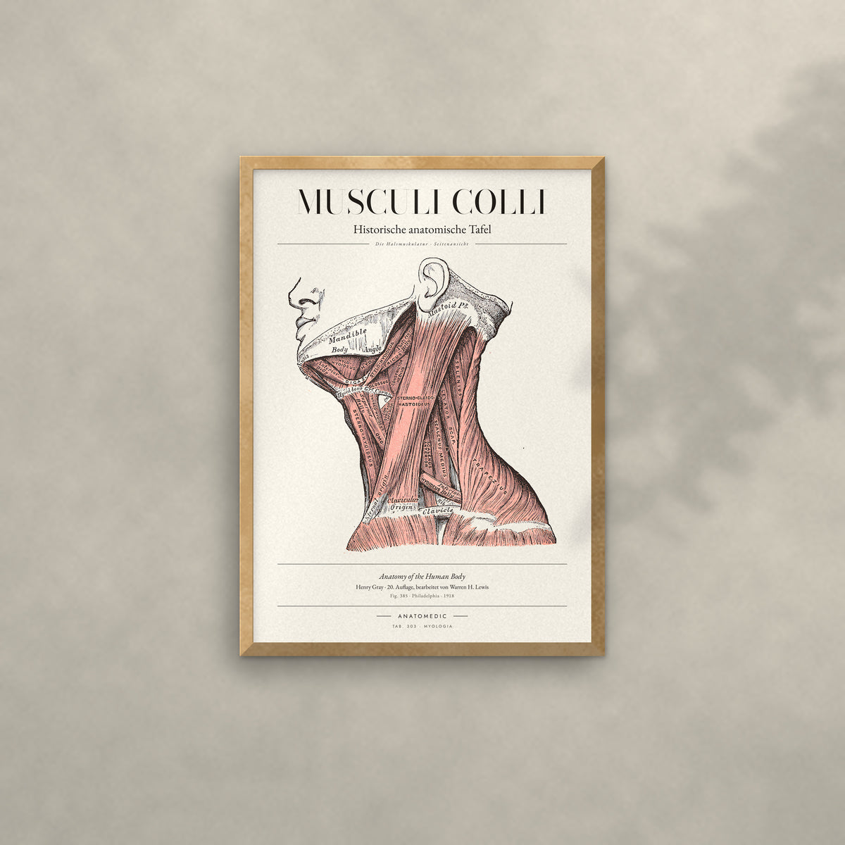 Musculi Colli Anatomie-Poster im Eichenrahmen an heller Wand