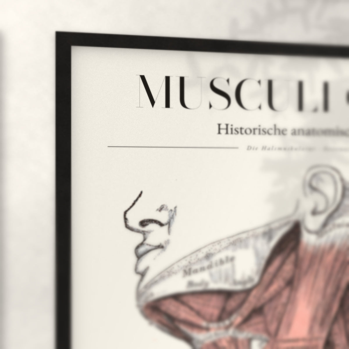 Nahaufnahme von Rahmenecke und Titel „Musculi Colli – Die Halsmuskulatur · Seitenansicht“