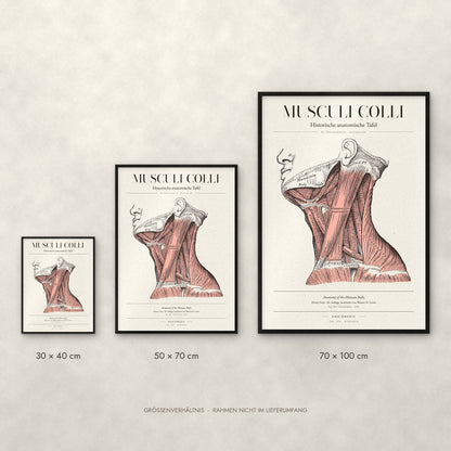 Musculi Colli – Die Halsmuskulatur · Seitenansicht Poster im Größenvergleich: 30 × 40, 50 × 70 und 70 × 100 cm