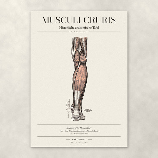 Musculi Cruris – Anatomie-Poster von ANATOMEDIC, historische anatomische Tafel: Die Wadenmuskulatur