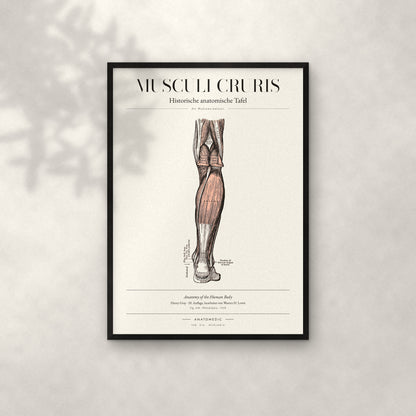 Musculi Cruris Anatomie-Poster im schwarzen Rahmen an heller Wand