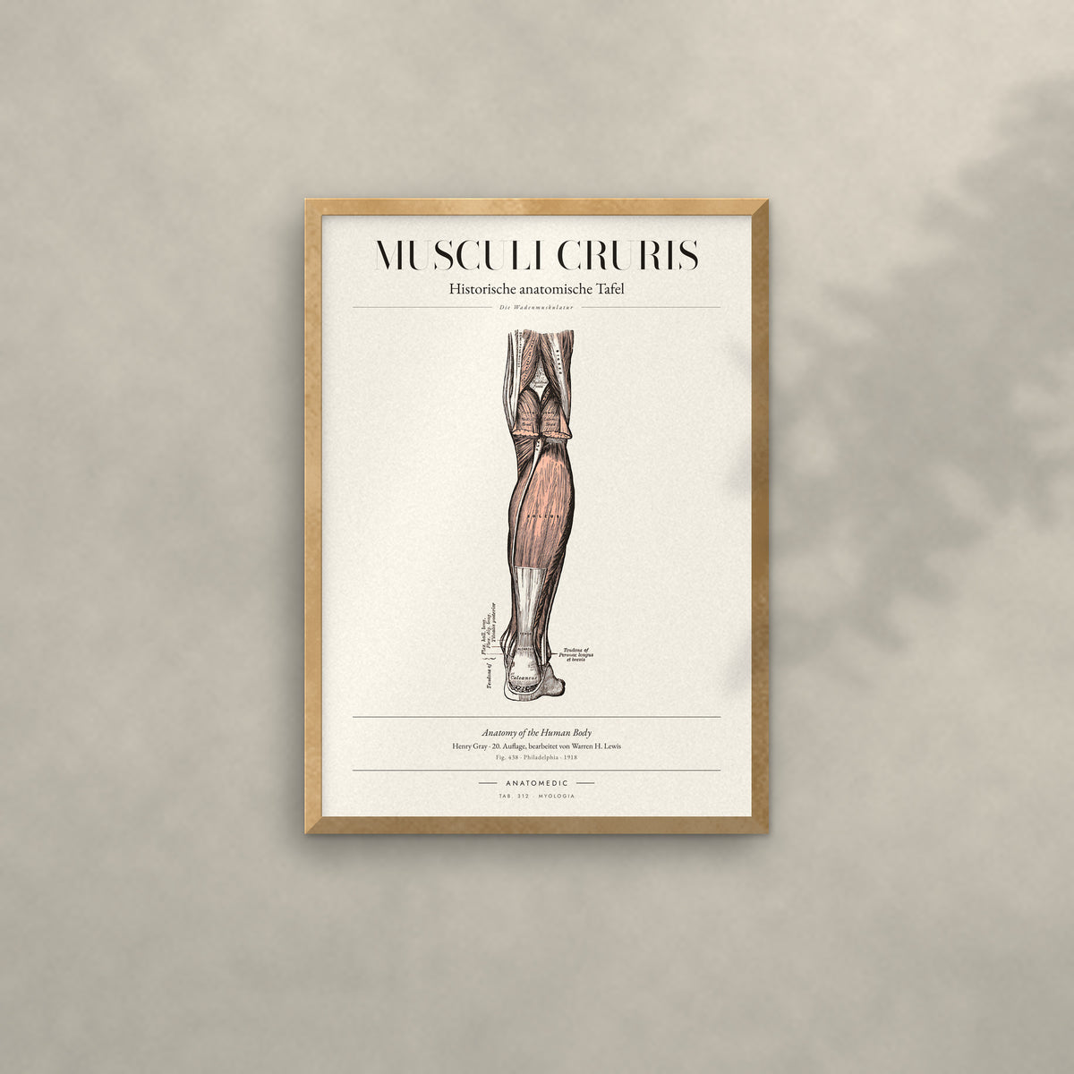 Musculi Cruris Anatomie-Poster im Eichenrahmen an heller Wand