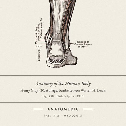 Nahaufnahme der Bildunterschrift: Anatomy of the Human Body · Henry Gray · 20. Auflage, bearbeitet von Warren H. Lewis, TAB. 312 · MYOLOGIA