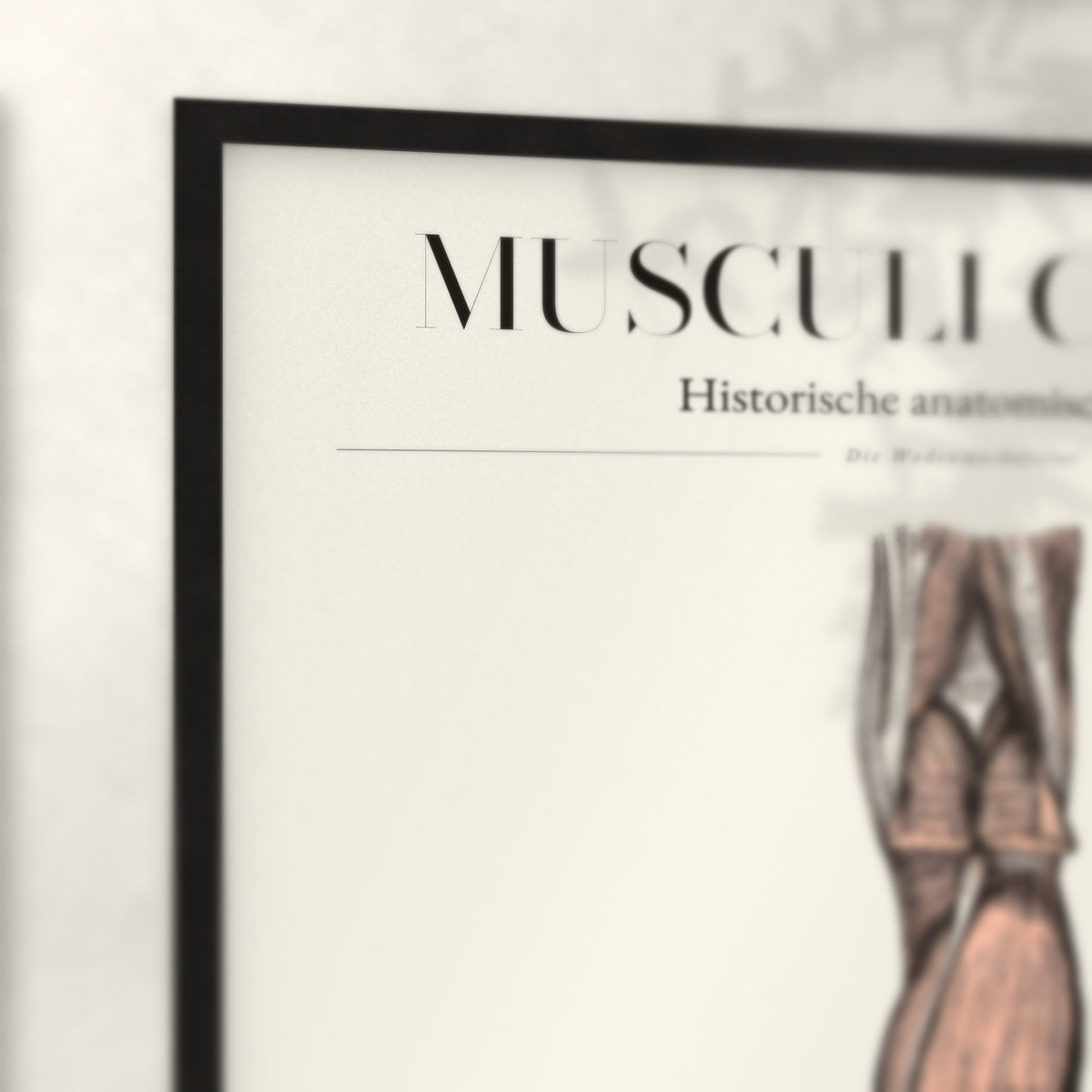 Nahaufnahme von Rahmenecke und Titel „Musculi Cruris“