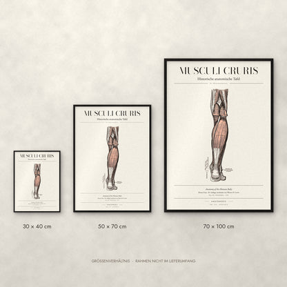 Musculi Cruris Poster im Größenvergleich: 30 × 40, 50 × 70 und 70 × 100 cm