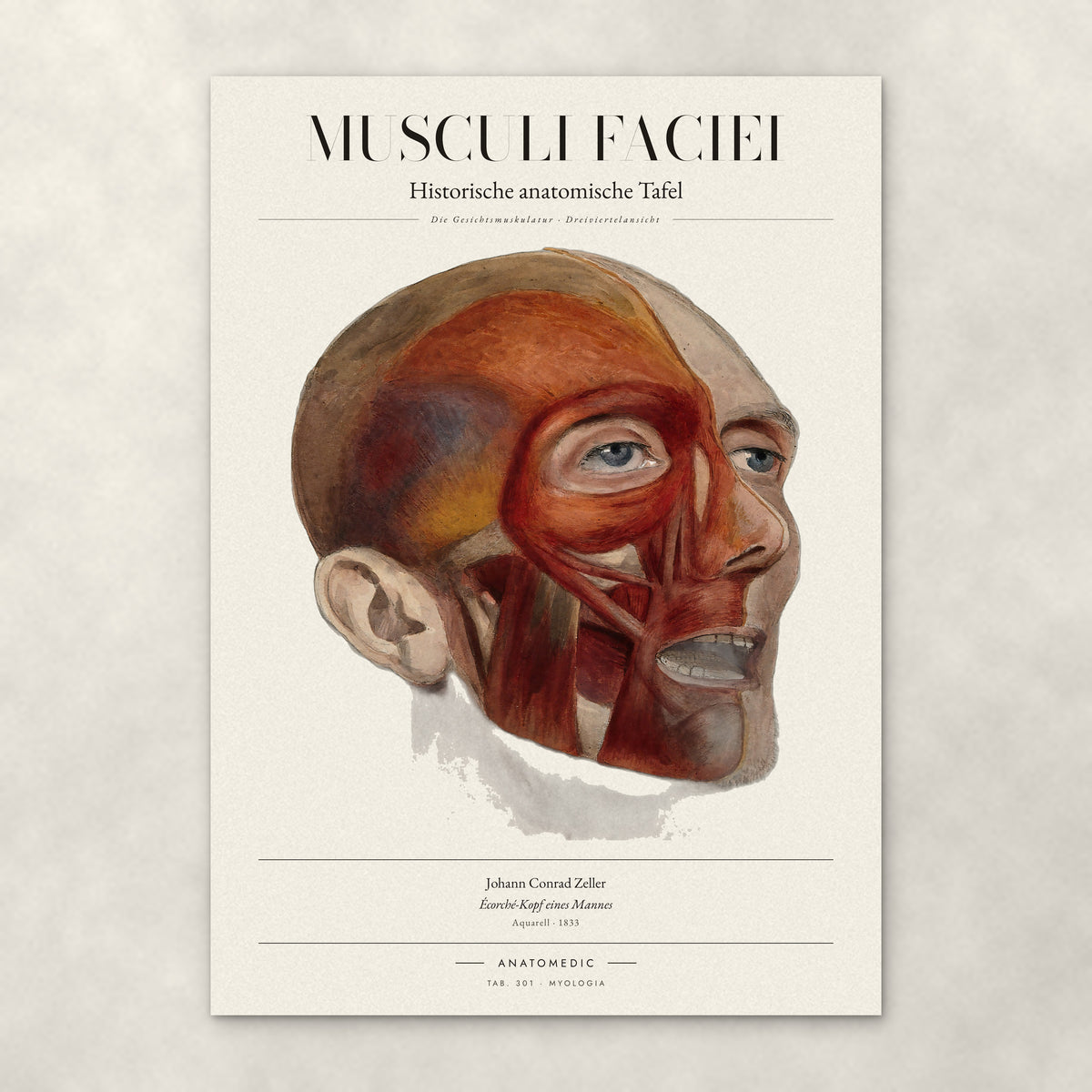 Musculi Faciei – Anatomie-Poster von ANATOMEDIC, historische anatomische Tafel: Die Gesichtsmuskulatur · Dreiviertelansicht