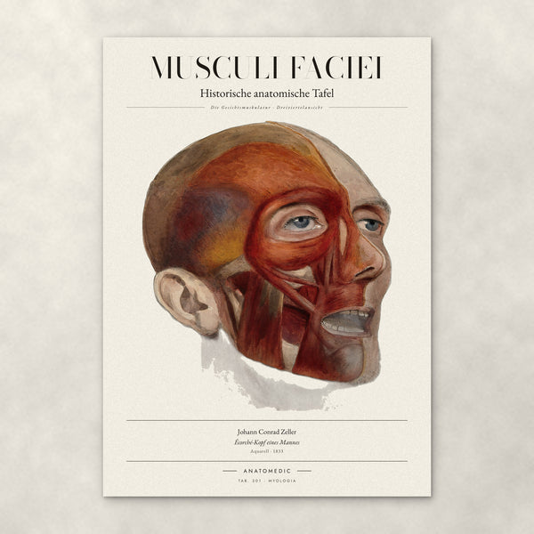 Musculi Faciei – Anatomie-Poster von ANATOMEDIC, historische anatomische Tafel: Die Gesichtsmuskulatur · Dreiviertelansicht
