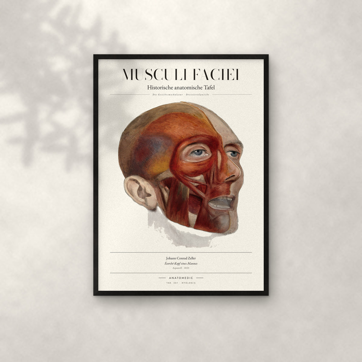 Musculi Faciei Anatomie-Poster im schwarzen Rahmen an heller Wand