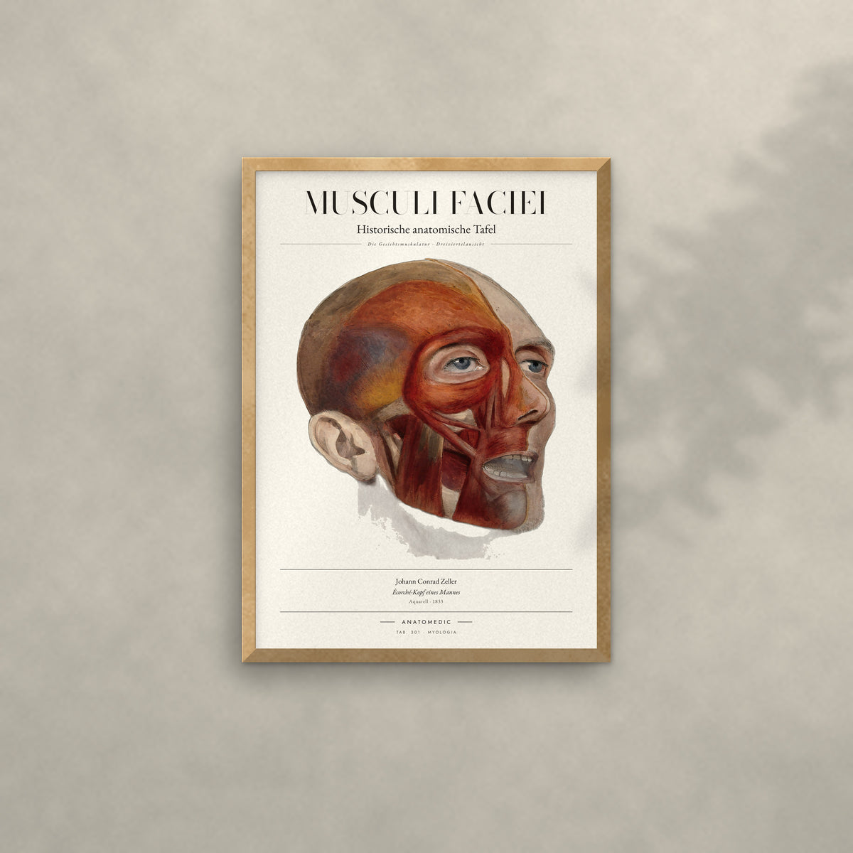 Musculi Faciei Anatomie-Poster im Eichenrahmen an heller Wand