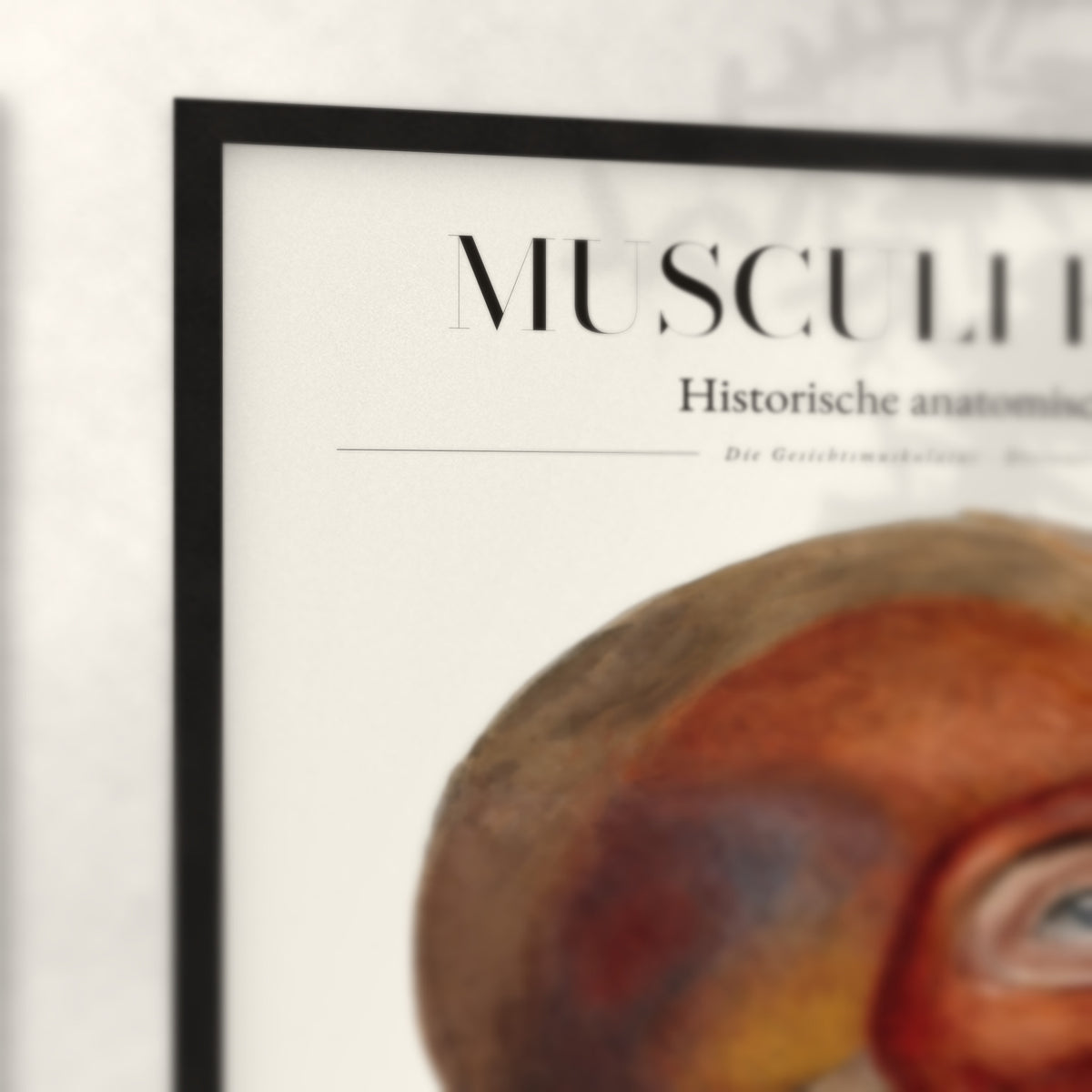 Nahaufnahme von Rahmenecke und Titel „Musculi Faciei“