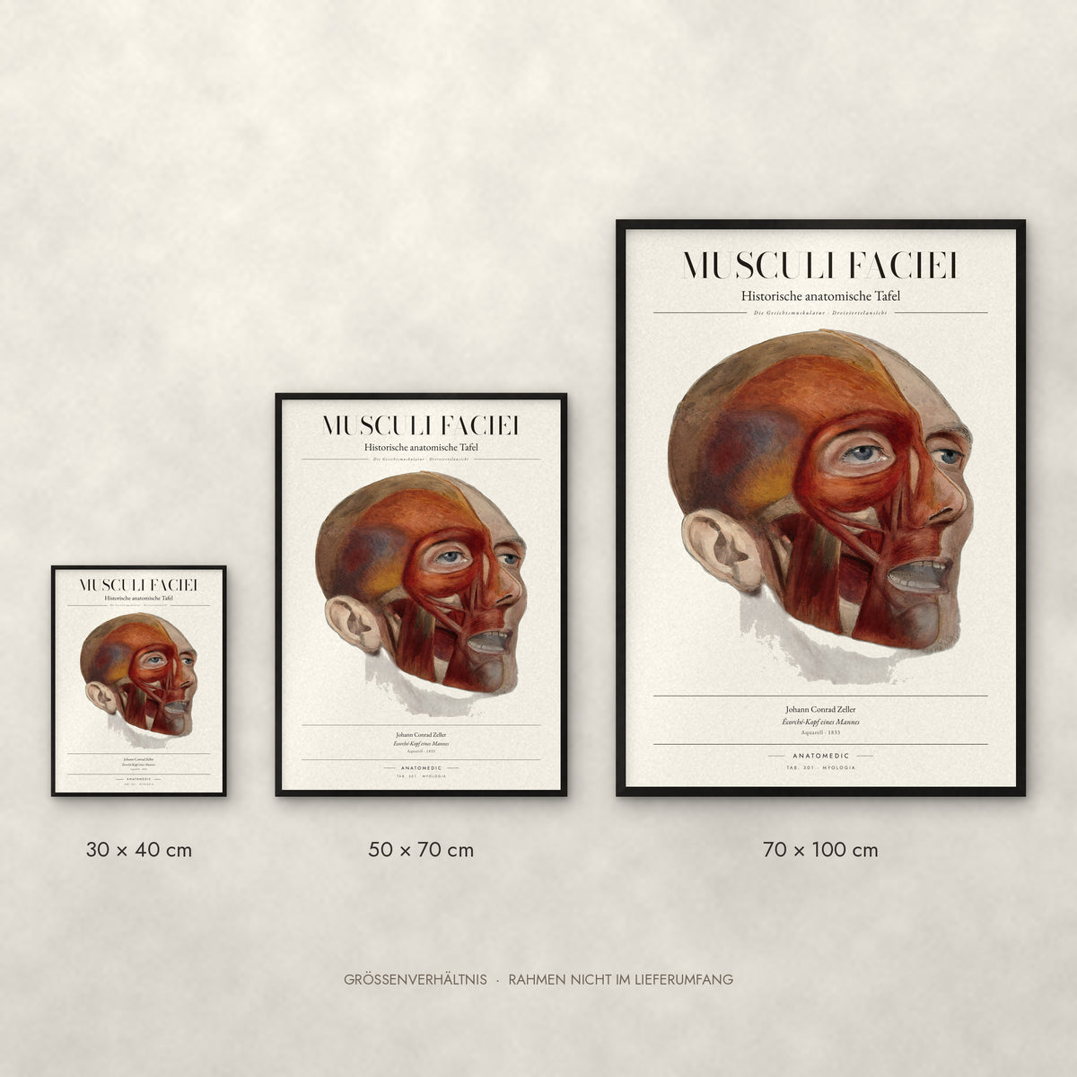 Musculi Faciei Poster im Größenvergleich: 30 × 40, 50 × 70 und 70 × 100 cm