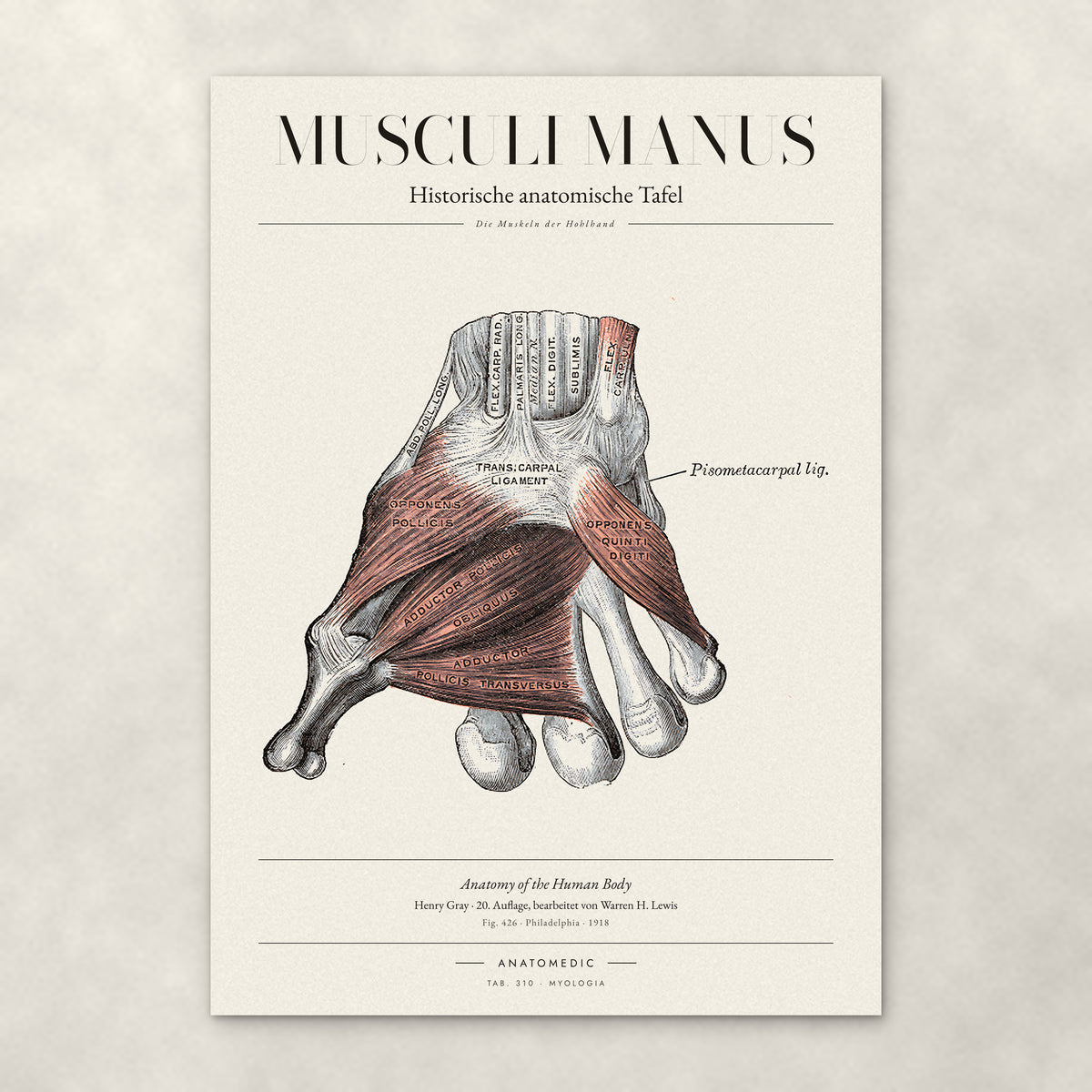 Musculi Manus – Anatomie-Poster von ANATOMEDIC, historische anatomische Tafel: Die Muskeln der Hohlhand