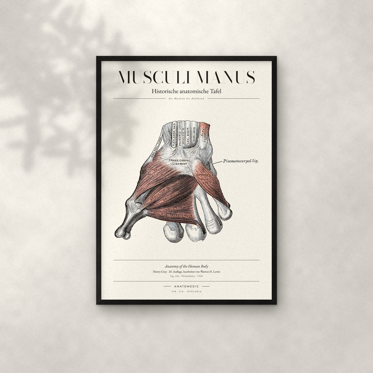 Musculi Manus Anatomie-Poster im schwarzen Rahmen an heller Wand