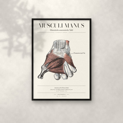 Musculi Manus Anatomie-Poster im schwarzen Rahmen an heller Wand