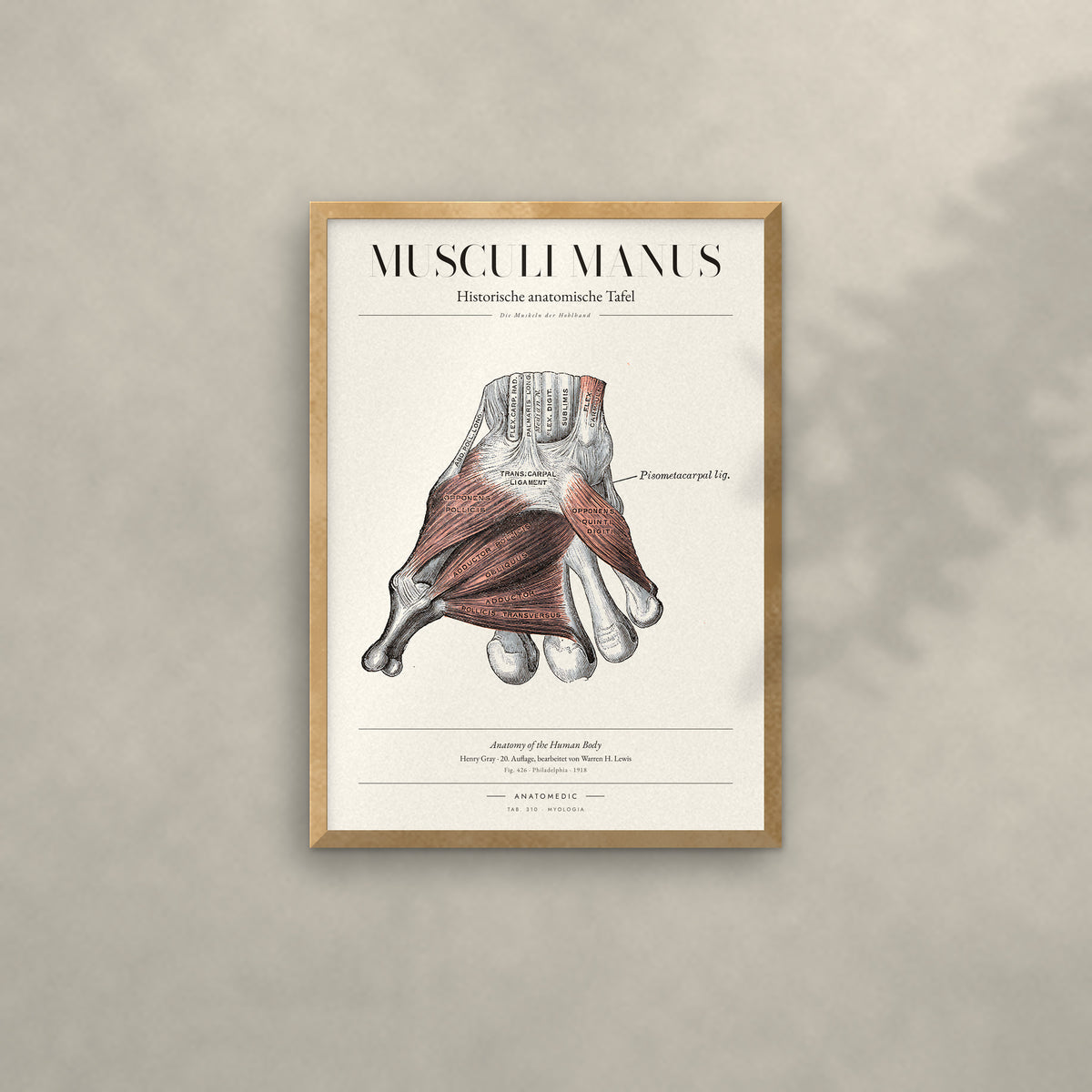 Musculi Manus Anatomie-Poster im Eichenrahmen an heller Wand