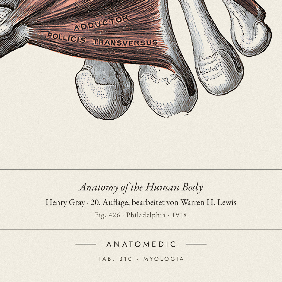 Nahaufnahme der Bildunterschrift: Anatomy of the Human Body · Henry Gray · 20. Auflage, bearbeitet von Warren H. Lewis, TAB. 310 · MYOLOGIA