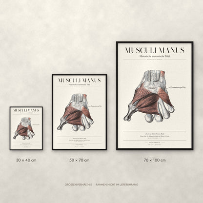 Musculi Manus Poster im Größenvergleich: 30 × 40, 50 × 70 und 70 × 100 cm