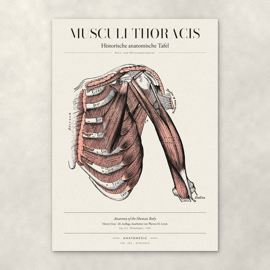 Musculi Thoracis – Anatomie-Poster von ANATOMEDIC, historische anatomische Tafel: Brust- und Oberarmmuskulatur