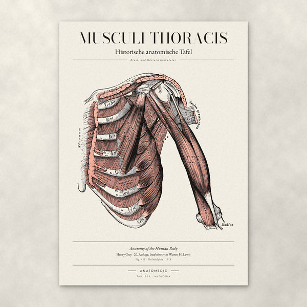 Musculi Thoracis – Anatomie-Poster von ANATOMEDIC, historische anatomische Tafel: Brust- und Oberarmmuskulatur