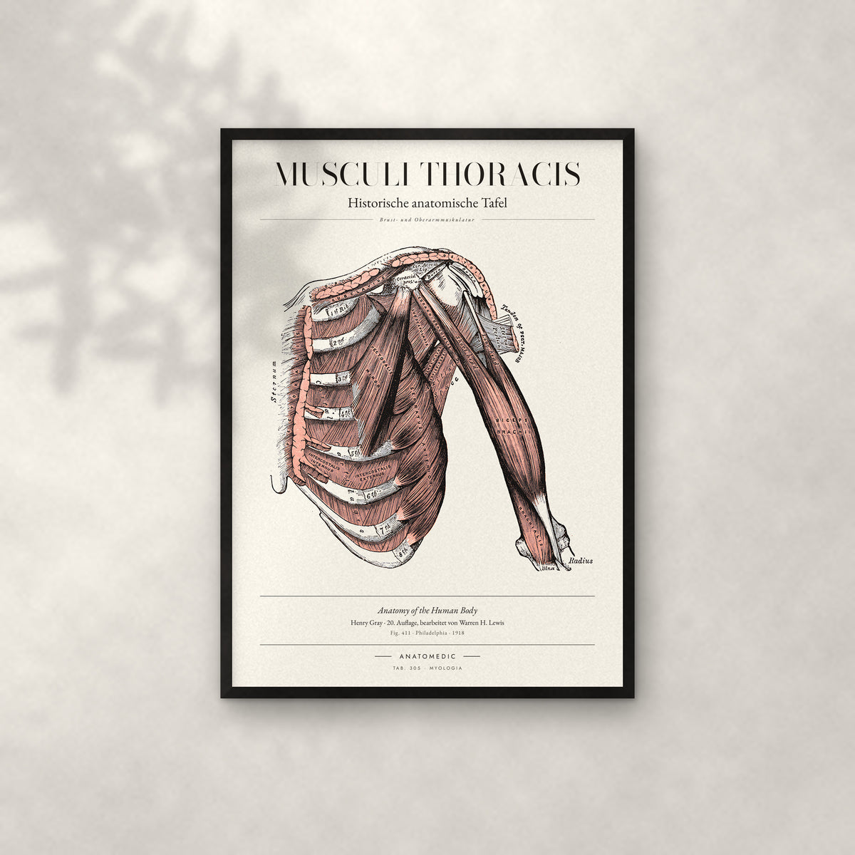 Musculi Thoracis Anatomie-Poster im schwarzen Rahmen an heller Wand