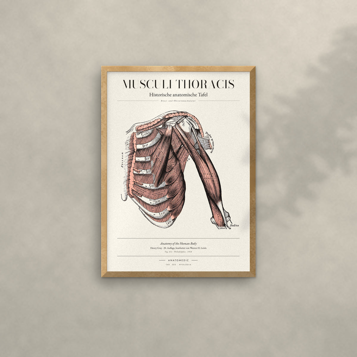 Musculi Thoracis Anatomie-Poster im Eichenrahmen an heller Wand