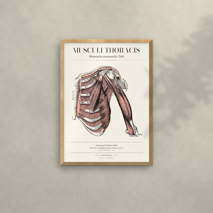 Musculi Thoracis Anatomie-Poster im Eichenrahmen an heller Wand