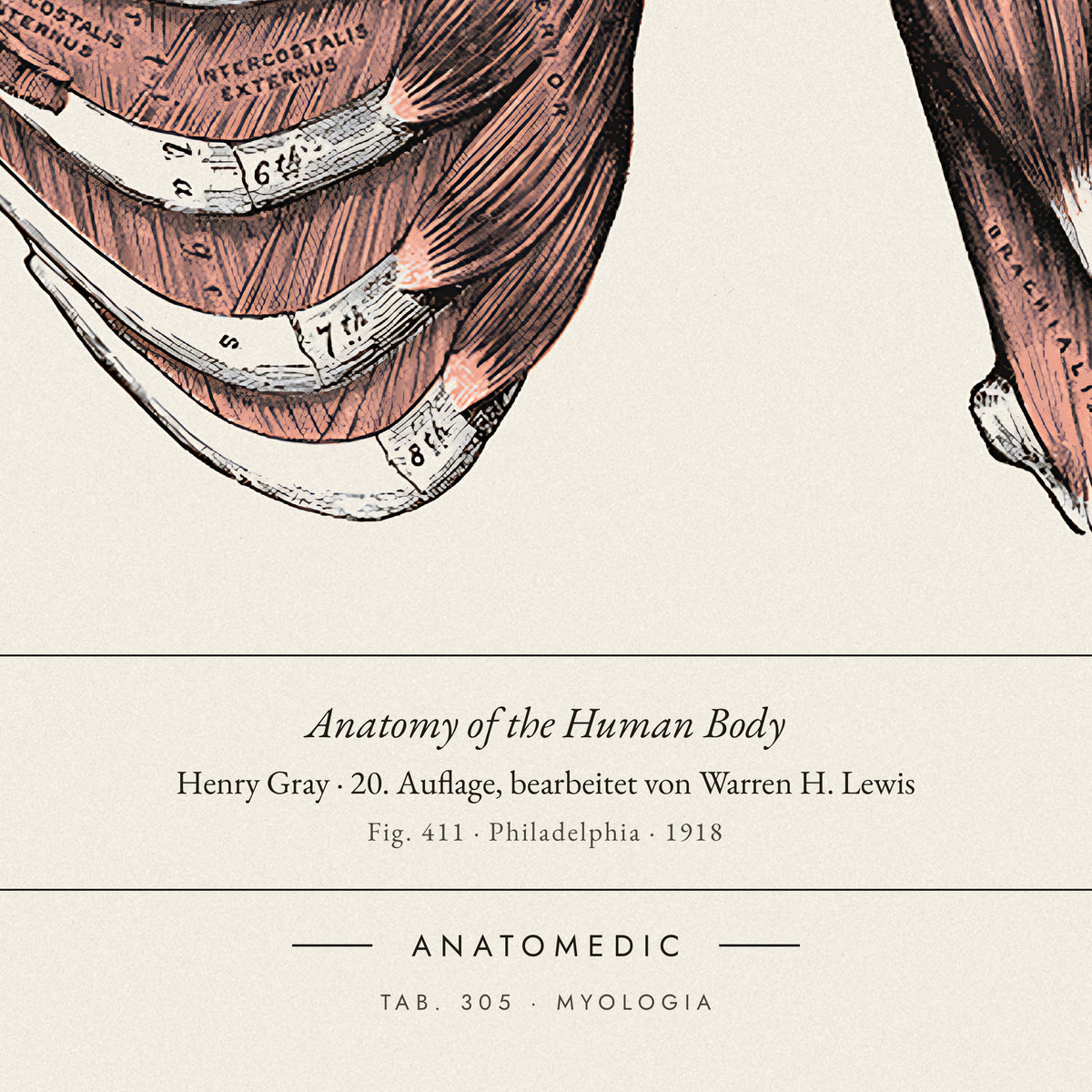 Nahaufnahme der Bildunterschrift: Anatomy of the Human Body · Henry Gray · 20. Auflage, bearbeitet von Warren H. Lewis, TAB. 305 · MYOLOGIA