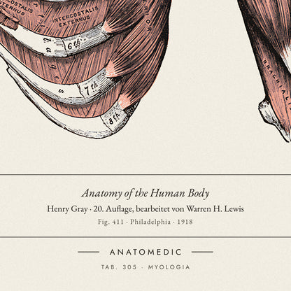 Nahaufnahme der Bildunterschrift: Anatomy of the Human Body · Henry Gray · 20. Auflage, bearbeitet von Warren H. Lewis, TAB. 305 · MYOLOGIA