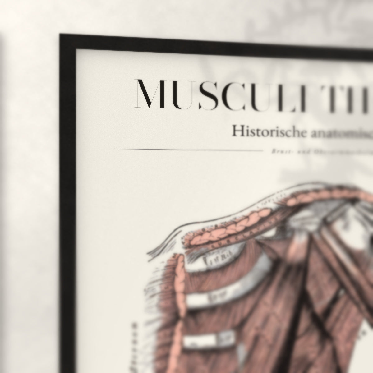 Nahaufnahme von Rahmenecke und Titel „Musculi Thoracis“
