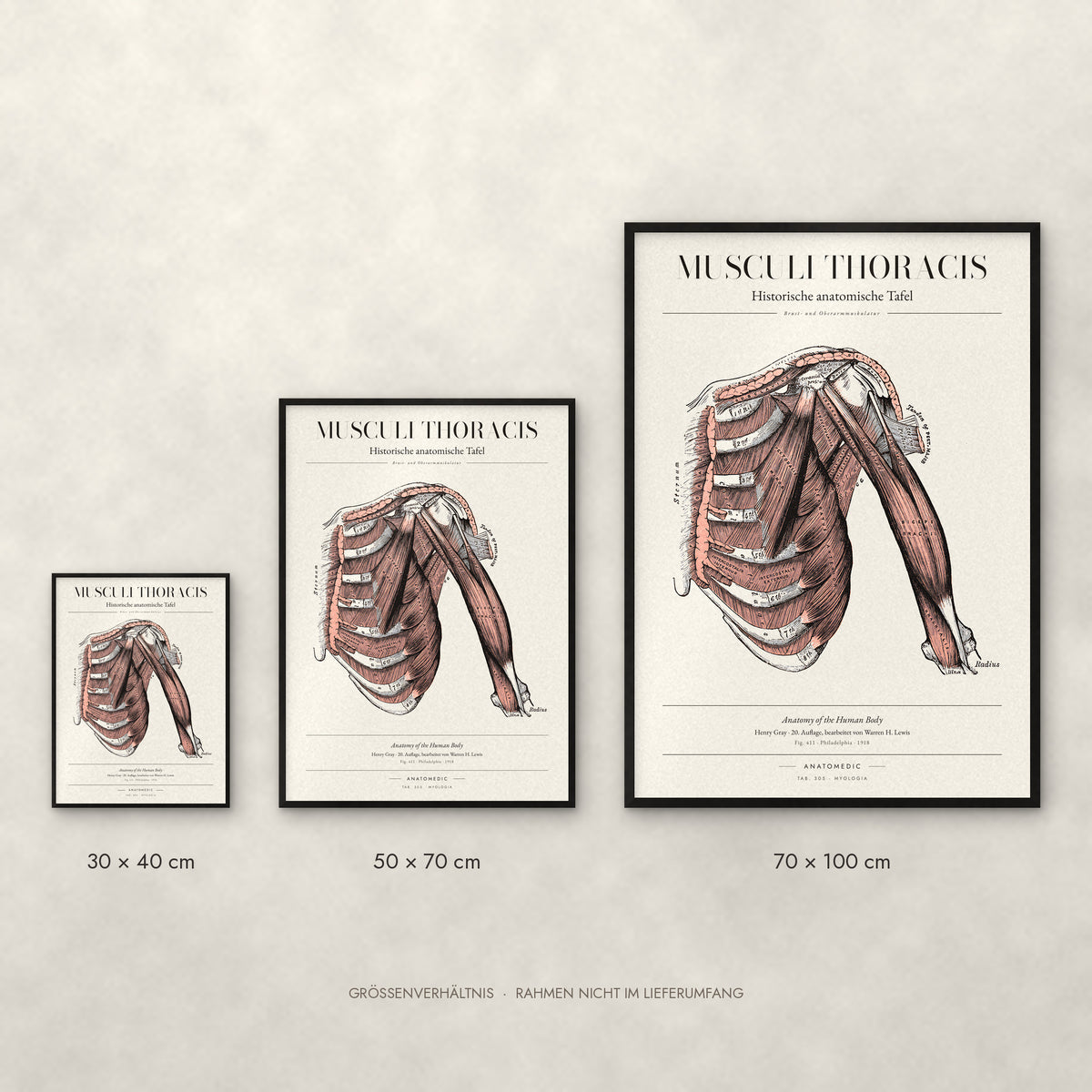 Musculi Thoracis Poster im Größenvergleich: 30 × 40, 50 × 70 und 70 × 100 cm