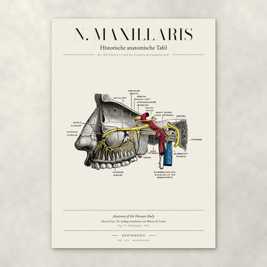N. Maxillaris – Anatomie-Poster von ANATOMEDIC, historische anatomische Tafel: Der Oberkiefernerv und das Ganglion pterygopalatinum
