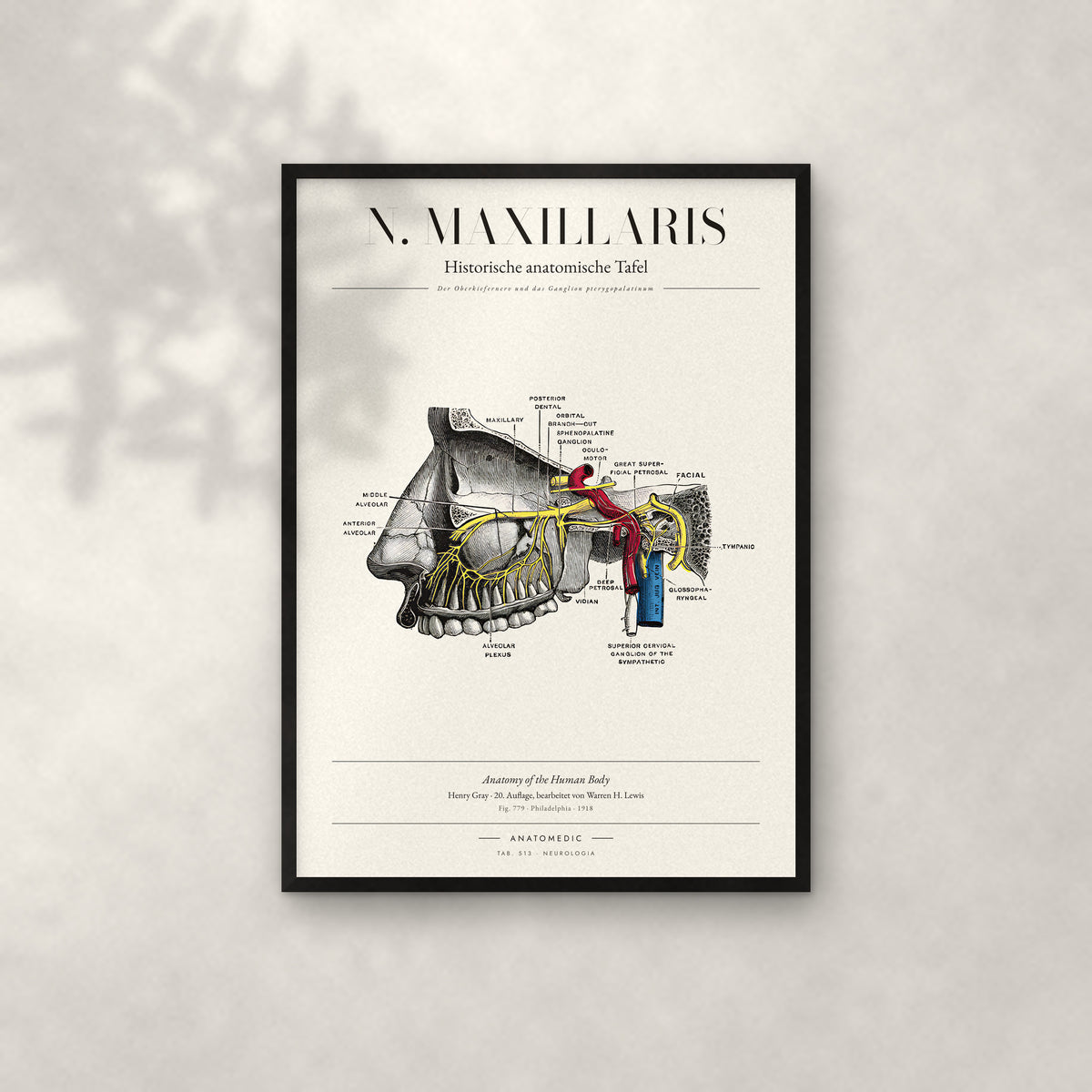 N. Maxillaris Anatomie-Poster im schwarzen Rahmen an heller Wand