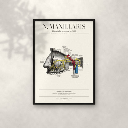 N. Maxillaris Anatomie-Poster im schwarzen Rahmen an heller Wand