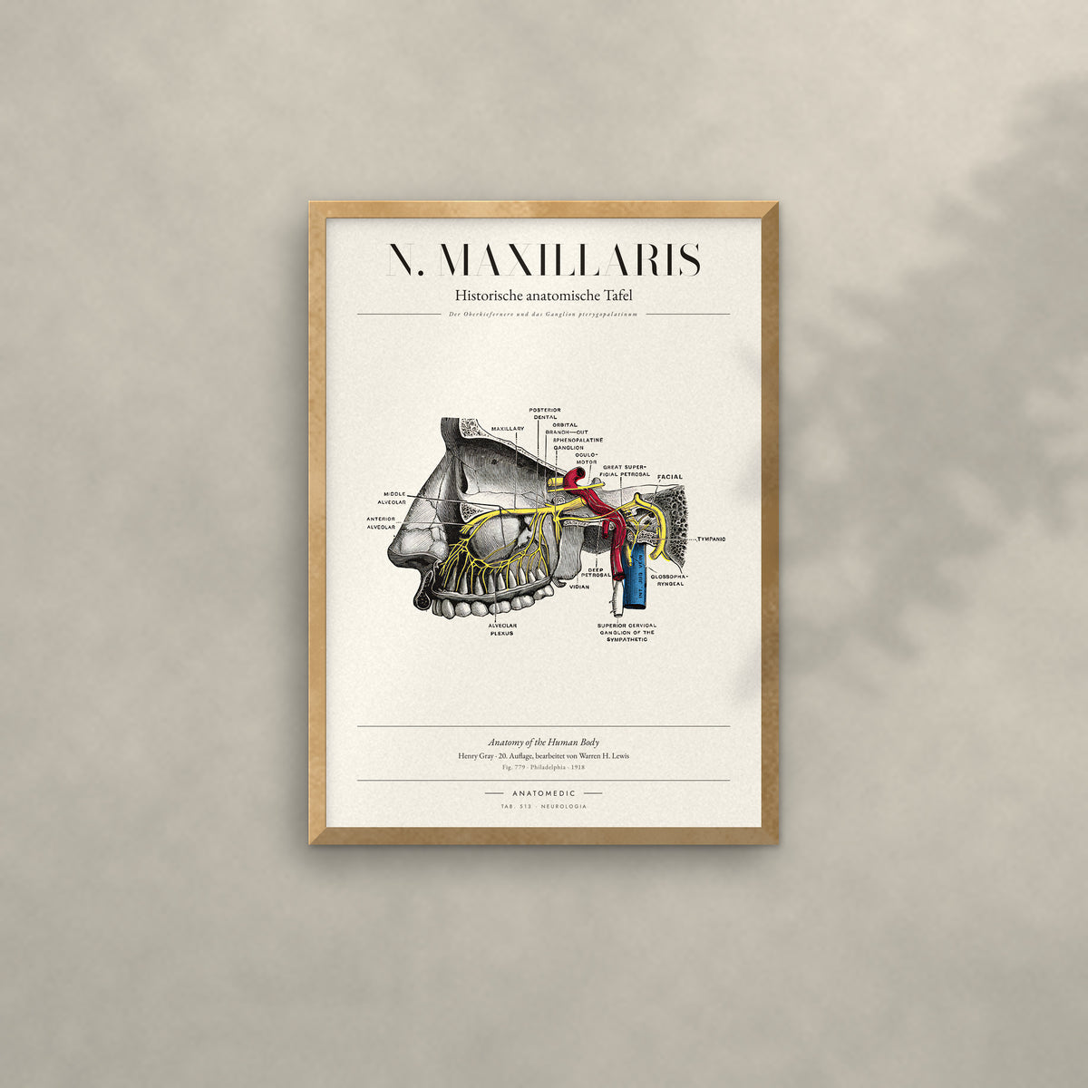 N. Maxillaris Anatomie-Poster im Eichenrahmen an heller Wand